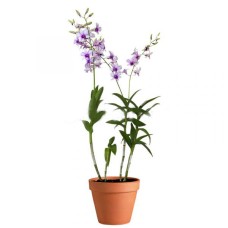 Dendrobium Mix Orchid In Pot